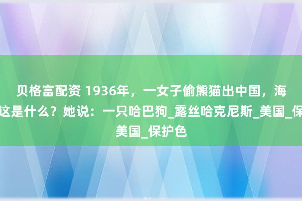 贝格富配资 1936年，一女子偷熊猫出中国，海关：这是什么？她说：一只哈巴狗_露丝哈克尼斯_美国_保护色